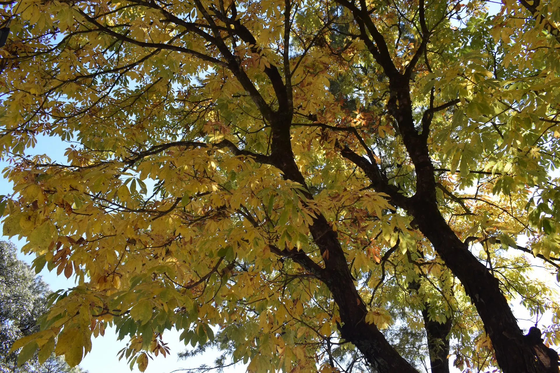 Rameshwari Homestay hero 9